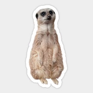 Meerkat - Cute meerkat watching the view -Teal Sticker